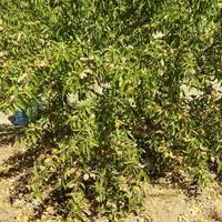 باغی رویایی بامنظره‌ای بی‌نظیردرکنار( پل زمانخان)|فروش زمین و ملک کلنگی|شاهین‌شهر, مخابرات (شهید بهشتی)|دیوار