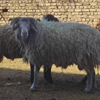 بره گوسفند زنده بومی|عمدهفروشی|شاهینشهر, شهرک گلدیس|دیوار