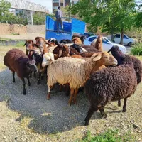 گوسفند تمام وقت با قصاب گوشتی بهداشتی زنده|حیوانات مزرعه|تهران, صادقیه|دیوار