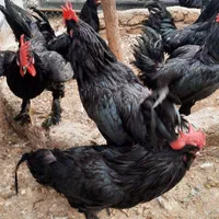 مرغ و خروس مشکی سیاه برای قربانی