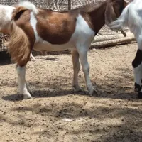کهره نر
