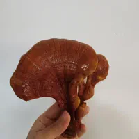 قارچ خالص گانودرما
