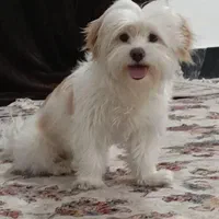 سگ گمشده