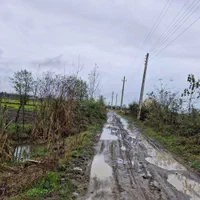 زمین۸۰۰۰متر مناسب برای کاشت کیوی تالش چلونصر|فروش زمین و ملک کلنگی|تالش, هشتپر|دیوار