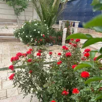 اجاره خانه و ویلا استخر دار|اجارهٔ کوتاه‌مدت ویلا و باغ|تهران, شهرک امیرالمومنین|دیوار