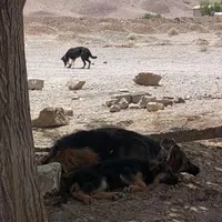واگذاری سگ ژرمن وقدرجونی|سگ|قم, امامزاده ابراهیم|دیوار