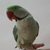 خریدار ملنگو گرین چیک شاه طوطی