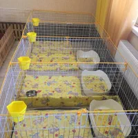 دنیای توله پامر خرسی پامرانین خرسی|سگ|تهران, شهرک غرب|دیوار