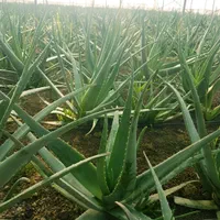 برگ،پاجوش (نهال)، گل و ژل آلوورا