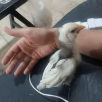 ۱۳ مرغ یکدست سفید نژاد اصیل ایرانی|حیوانات مزرعه|محلات, |دیوار