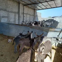 شیر الاغ دوشیدن در حضور مشتری کیلویی ۴۵۰