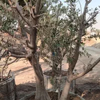 درخت درختچه جعبه‌ای گلدانی باکس باکسی در با گلدان|گل و گیاه طبیعی|تهران, باغ خزانه|دیوار