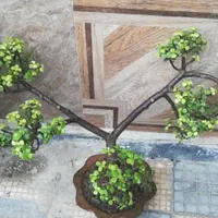بنسای|گل و گیاه طبیعی|تهران, اکباتان|دیوار
