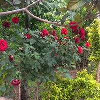 سوییت خونه باغ اجاره ای روزانه جاده ناهارخوان|اجارهٔ کوتاه‌مدت آپارتمان و سوئیت|گرگان, |دیوار
