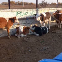 سیمینتال نر اصیل استان گلستان|حیوانات مزرعه|شیراز, احمدآباد|دیوار
