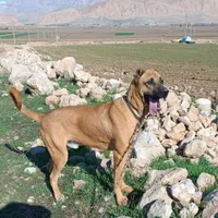 واگذاری سرابی|سگ|کرمانشاه, |دیوار