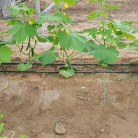 نیاز به سرپرست گلخانه