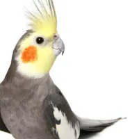 عروس پاریس گم شده