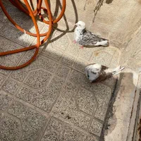 کفتر|پرنده|تهران, نعمت‌آباد|دیوار