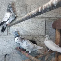 ۵ عدد کبوتر پرشی