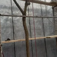 نمایندگی انحصاری ایزوگام دلیجان