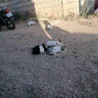 خرگوش ۳عدد|موش و خرگوش|جوانرود, |دیوار