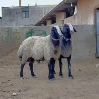 گوسفند زنده بشرط گوشت بازدهی بالاسراسر تهران۲۴|حیوانات مزرعه|تهران, پاسداران|دیوار