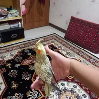 جفت عروس هلندی مولد جوان|پرنده|اصفهان, روشن‌دشت|دیوار