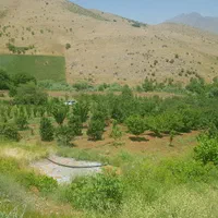 باغ مثمر وزمین کشاورزی به مساحت۴۶۰۰۰متر|فروش دفتر صنعتی، کشاورزی، تجاری|کرمانشاه, |دیوار