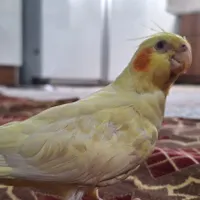 عروس هلندی گم شده