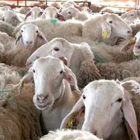 فروش گوسفند زنده غرب تهران چاق|حیوانات مزرعه|تهران, فلسطین (میدان انقلاب)|دیوار