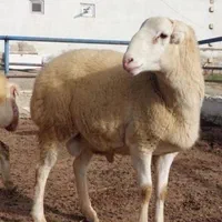 *&*گوسفند اورگانیک درب منزل خرید حضوری دام زنده ۹|حیوانات مزرعه|تهران, جردن|دیوار