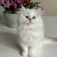 گربه های گوگولی اصیل ( اسکاتیش پرشین بریتیش )|گربه|مشهد, سجاد شهر|دیوار