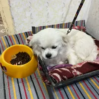سگ گم.شده