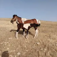 اسب فروشی|اسب و تجهیزات اسب‌سواری|کوهدشت, |دیوار