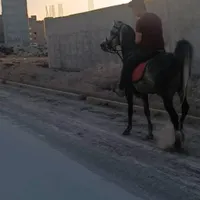 اسب نریان کرد سواری دار|اسب و تجهیزات اسب‌سواری|اردبیل, |دیوار