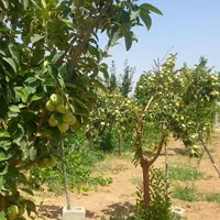 باغ در حسیناباد علویجه|فروش خانه و ویلا|اصفهان, حسین‌آباد|دیوار