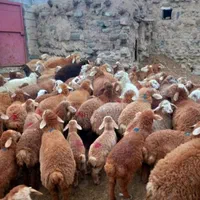 دامداری برکت شاهان شعبه 1شهر ری تهران گوسفند زنده|حیوانات مزرعه|ری, دولت‌آباد|دیوار