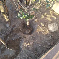 درخت و نهال تنه دار قوی نما دار|خدمات باغبانی و درختکاری|فلاورجان, |دیوار