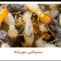 سمپاشی موریانه ساس عقرب سوسک سم پاشی مار|خدمات نظافت|اهواز, کمپلو جنوبی|دیوار