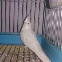 عروس البینو گم شده