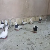 جوجه طوقی