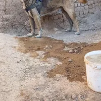 حیوانات سگ نر