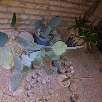 گل کاکتوس|گل و گیاه طبیعی|اصفهان, دنارت|دیوار