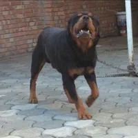 سگ جوان آموزش دیده ،نترس و نگهبانی بدون ضعف