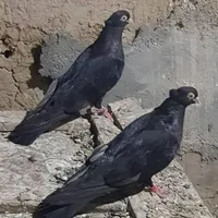 گبوتر صرب درجه یک|پرنده|بندر گناوه, |دیوار