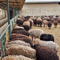 گوسفند فردیس، بنفشه ،۱۱۰،شهرک ناز،وحدت زنده|حیوانات مزرعه|کرج, شهرک بنفشه|دیوار