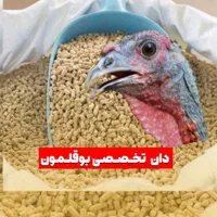 دان تخصصی مرغ و بوقلمون و بلدرچین