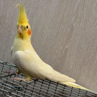 ۷ عدد عروس هلندی سخنگو لوتینو مولد کارداده
