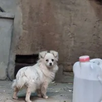 مژدگانی تپل به یابنده
